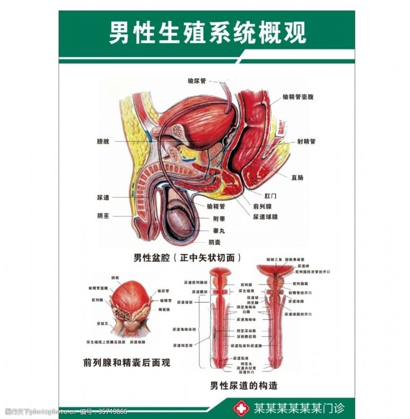男科杂志男性生殖系统概观医学解剖图