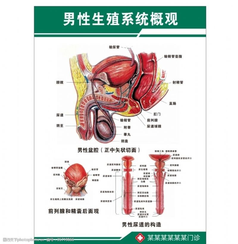 内生殖系统男性生殖系统概观医学解剖图