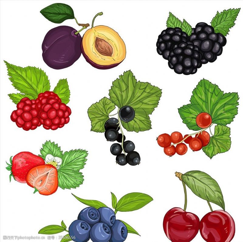 水果宣传手册手绘水果