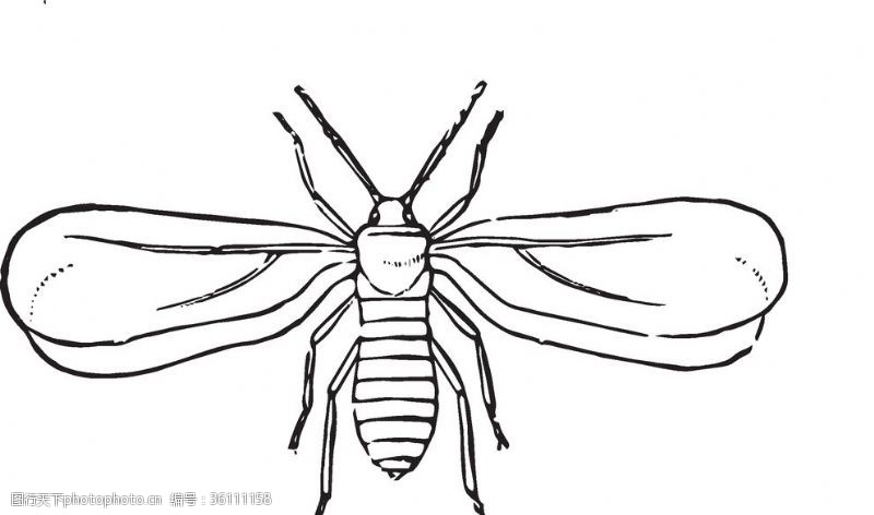 书本插画自然昆虫标本插画