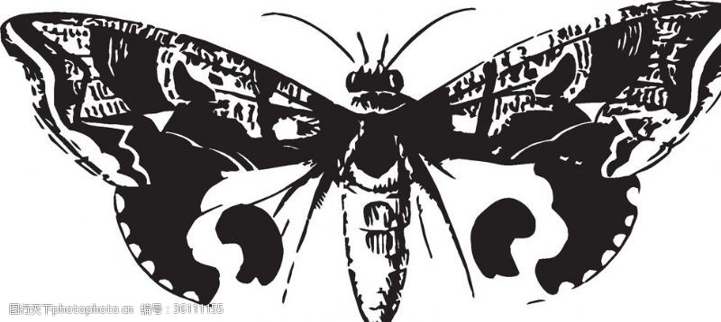 书本插画自然昆虫标本插画