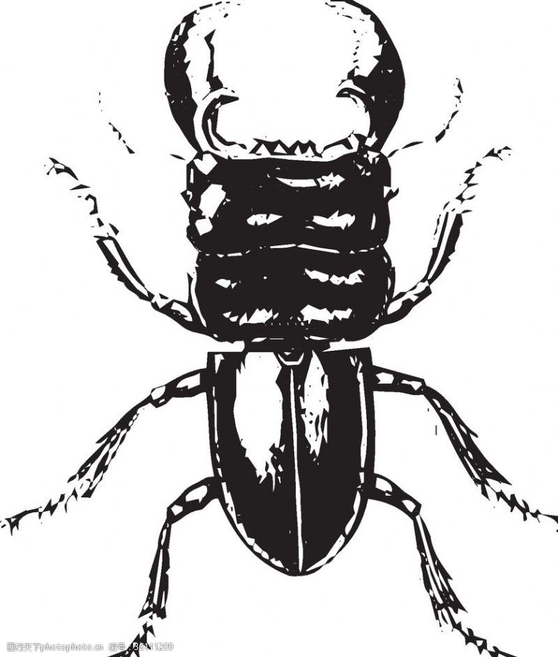 书虫矢量插图自然昆虫标本插画
