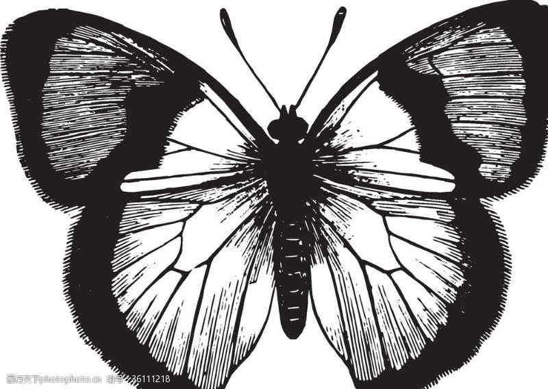 书虫矢量插图自然昆虫蝴蝶标本插画