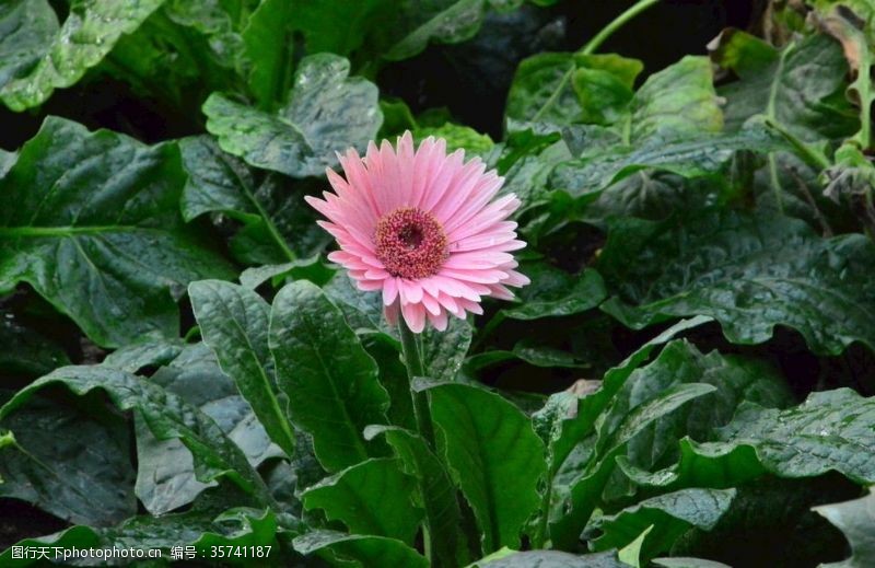 千日菊非洲菊