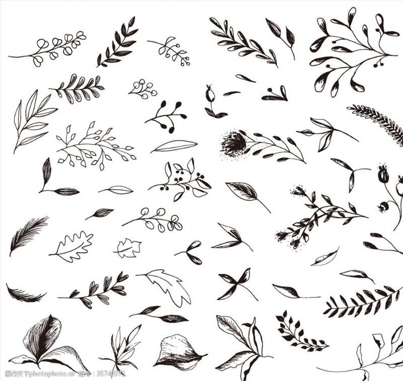 可爱分割线黑白素描花卉植物