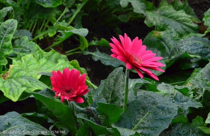 千日菊非洲菊