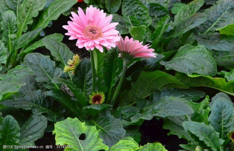 千日菊非洲菊