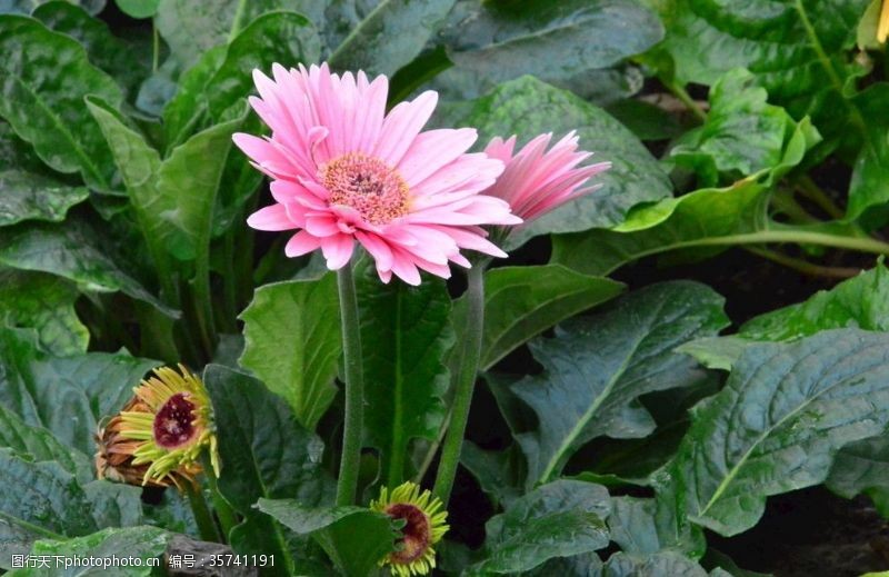 千日菊非洲菊