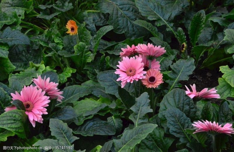 千日菊非洲菊