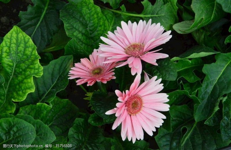 千日菊非洲菊