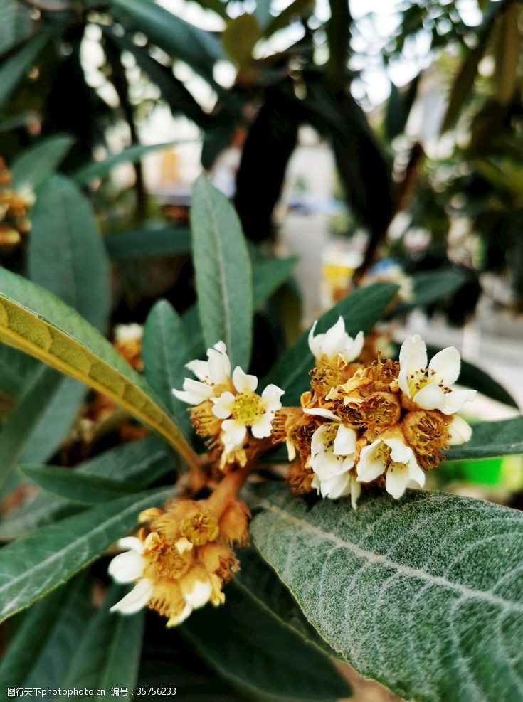 枇杷花图片免费下载 枇杷花素材 枇杷花模板 图行天下素材网