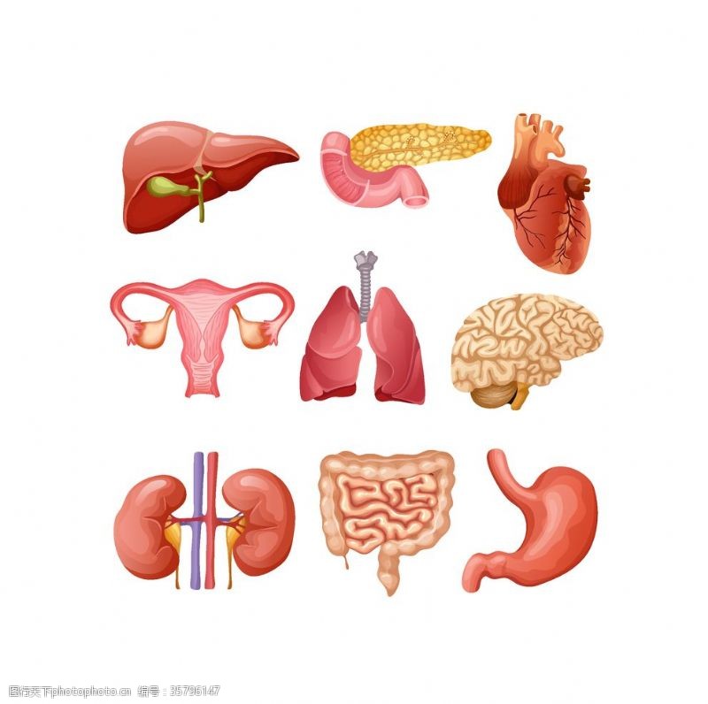 人体器官图矢量器官