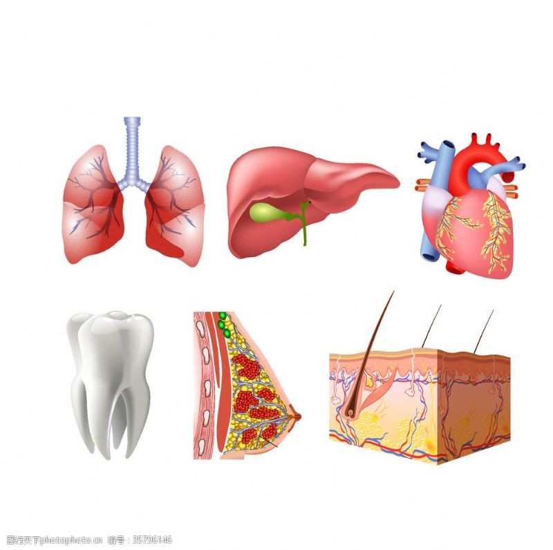 人体器官图矢量器官