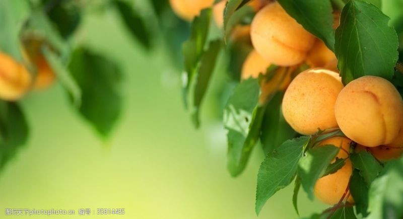 水果背景素材杏