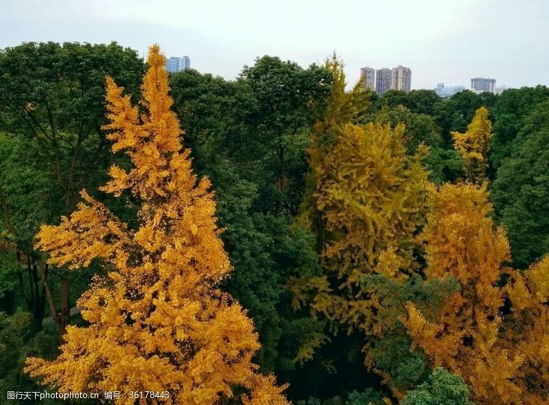 黄色四叶草背景图大树银杏树黄叶树顶