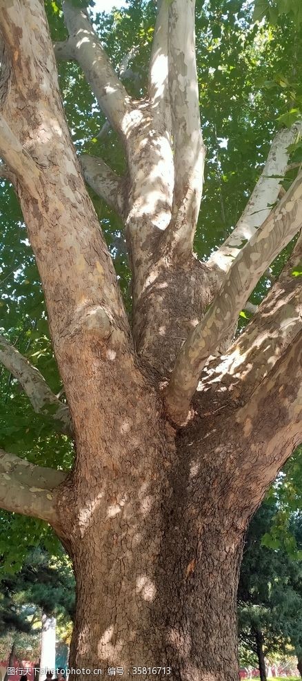 雨林动物园丛林俯拍航拍