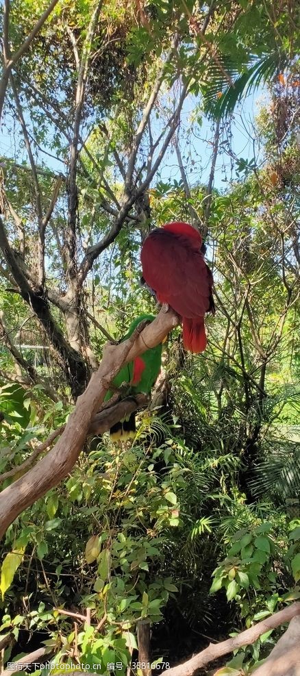 雨林动物园丛林鸟鸟类飞鸟