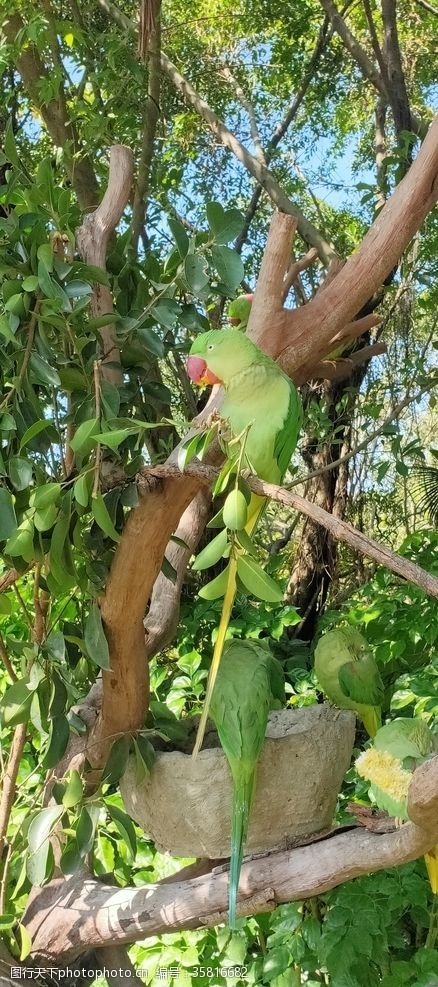 雨林动物园丛林鸟鸟类飞鸟