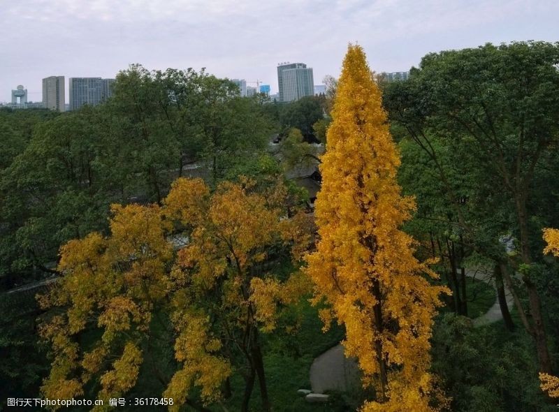 黄色四叶草背景图俯视大树银杏树黄叶树顶