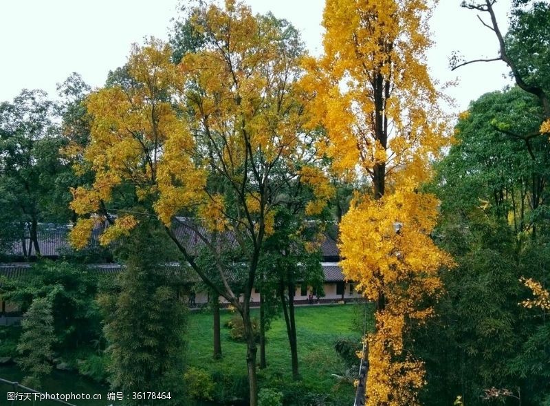 黄色四叶草背景图俯视树森林草地建筑