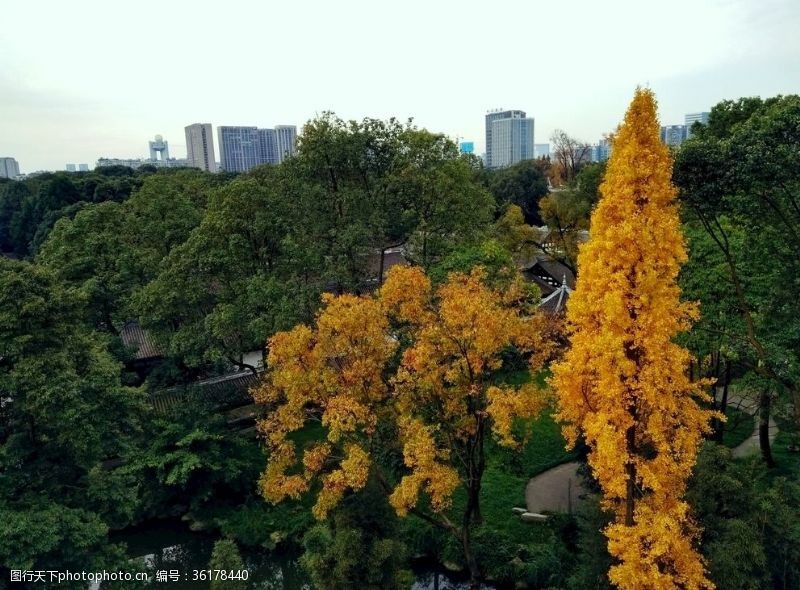 黄色四叶草背景图大树银杏树黄叶树顶