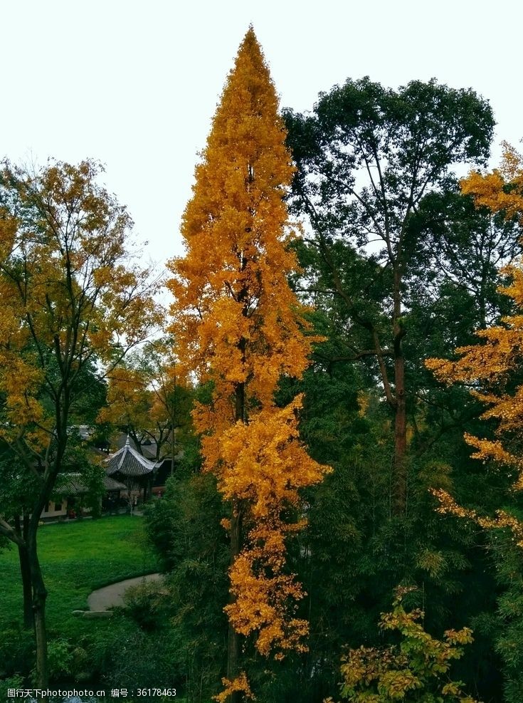 黄色四叶草背景图俯视大树银杏树黄叶草地