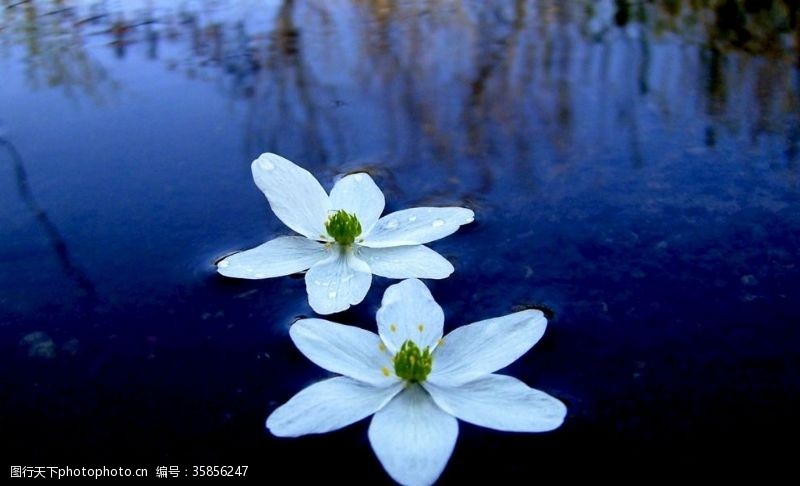 古典花轿湖面上的花朵