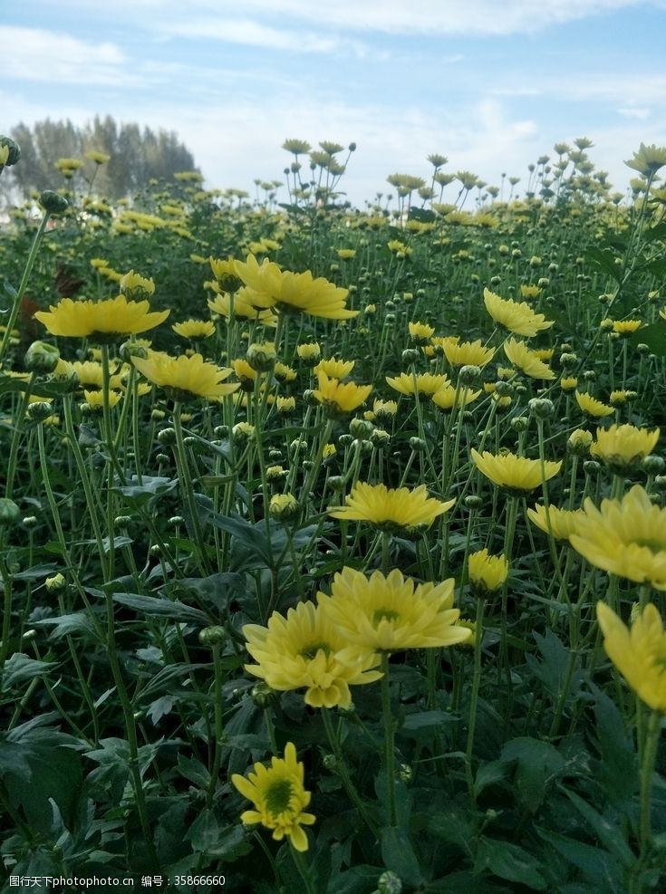 蓝目菊黄菊