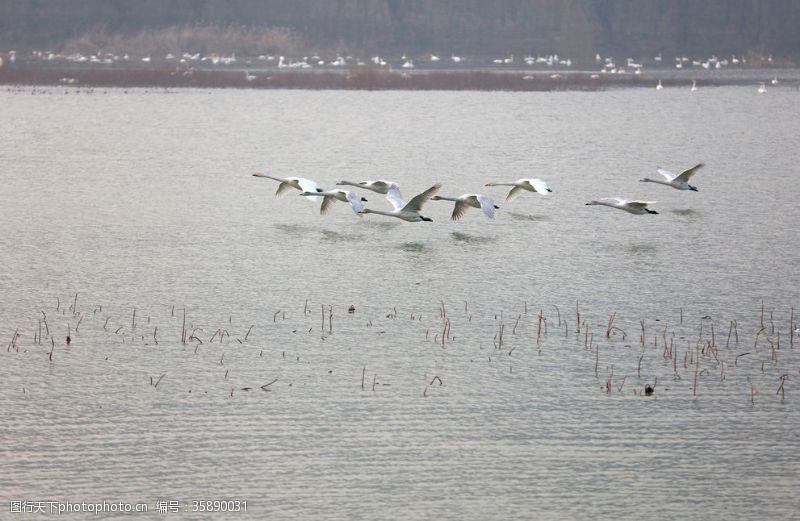 优美飞过湖面的天鹅