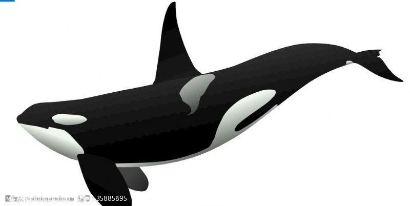 鱼类鲸鱼素材
