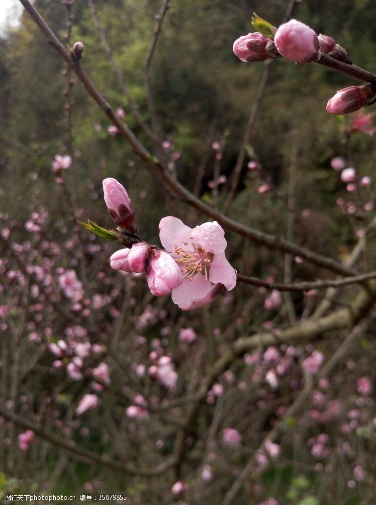 含桃桃花