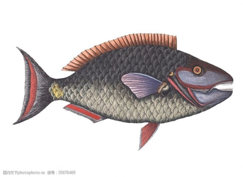鱼类鱼设计