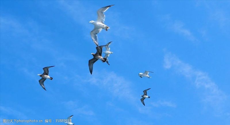 蓝色大气天空海鸥
