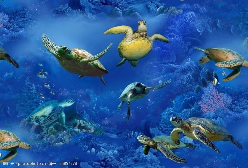 印度洋海龟