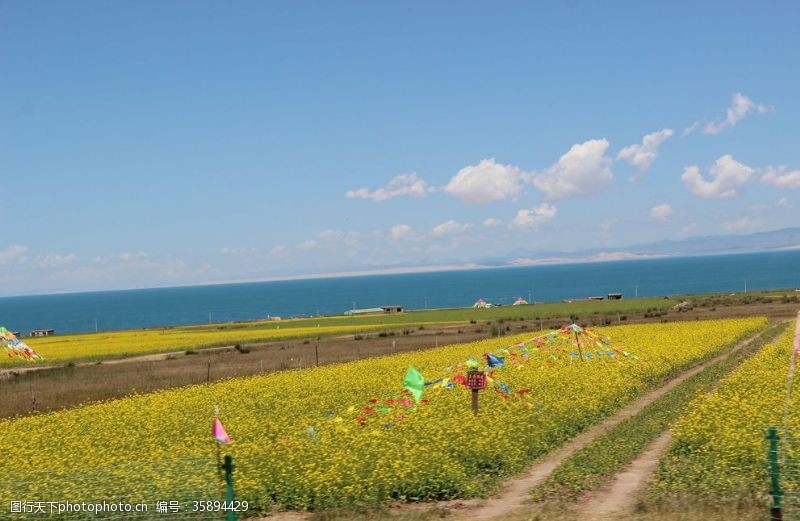 白菜青海湖花海油菜花美