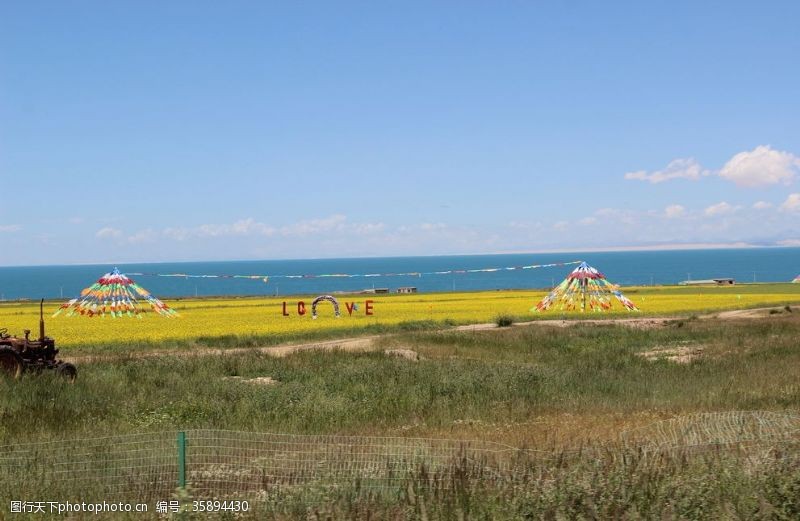 白菜青海湖油菜花花海湖面