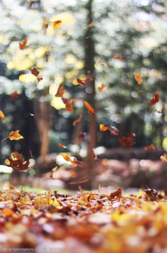 树木剪影秋风扫落叶