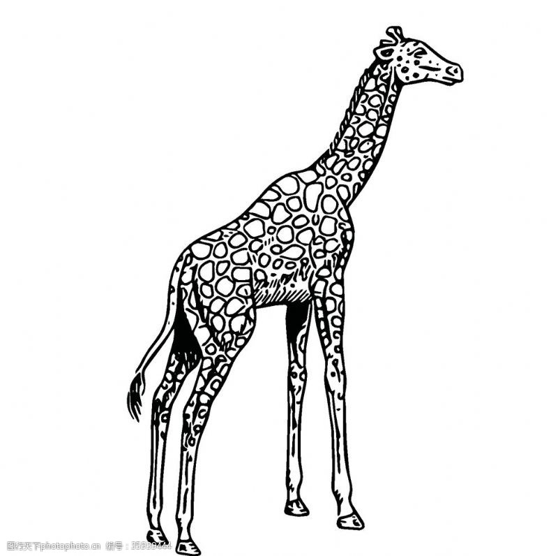 线条生长长颈鹿绘画图案