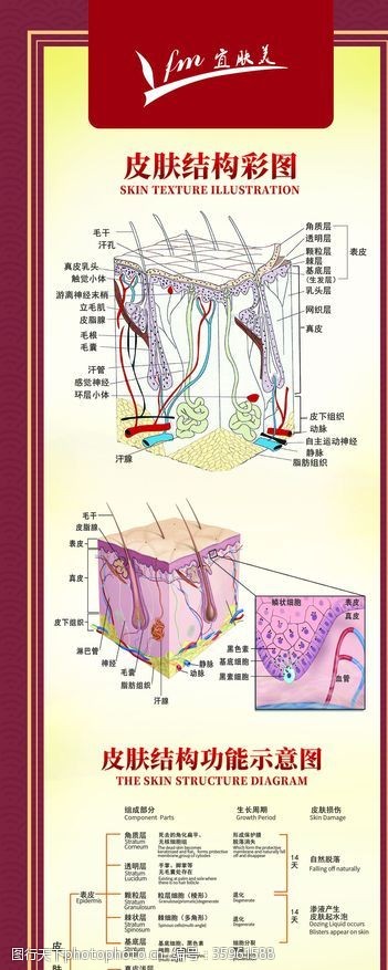 皮肤组织宜肤美皮肤