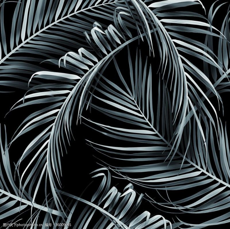 大牌图案分色叶子热带植物植物黑白