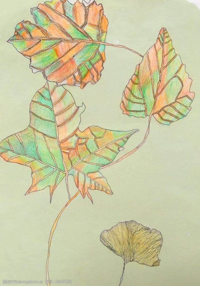 橘黄色树叶树叶彩铅色块绘画作品
