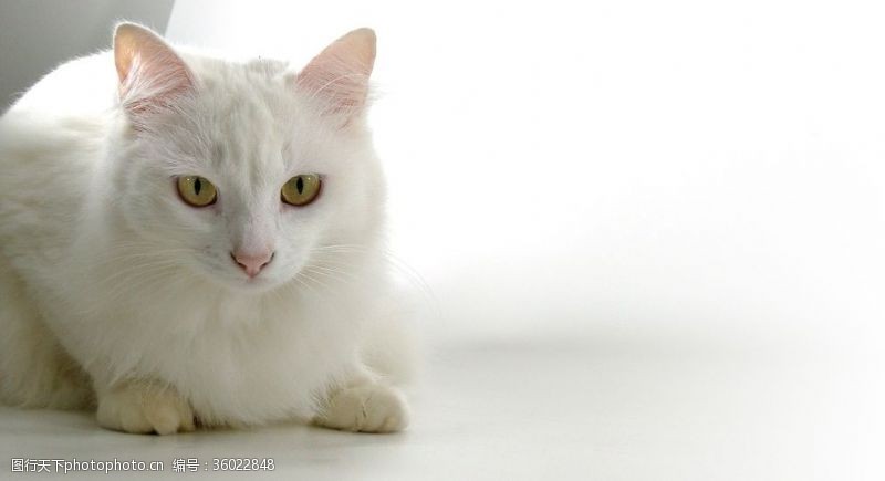 土耳其梵猫一只英短猫