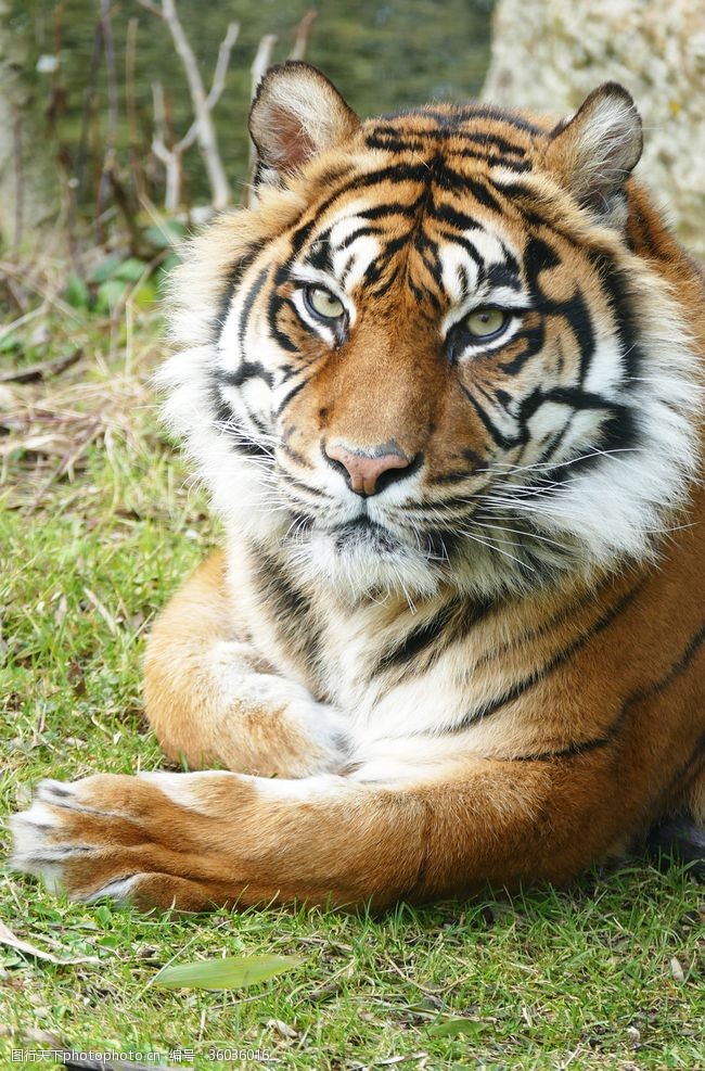 tiger虎