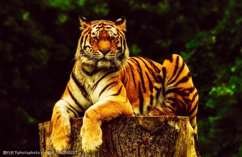 tiger虎