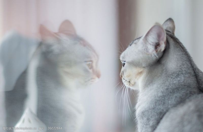 土耳其梵猫镜子前的猫