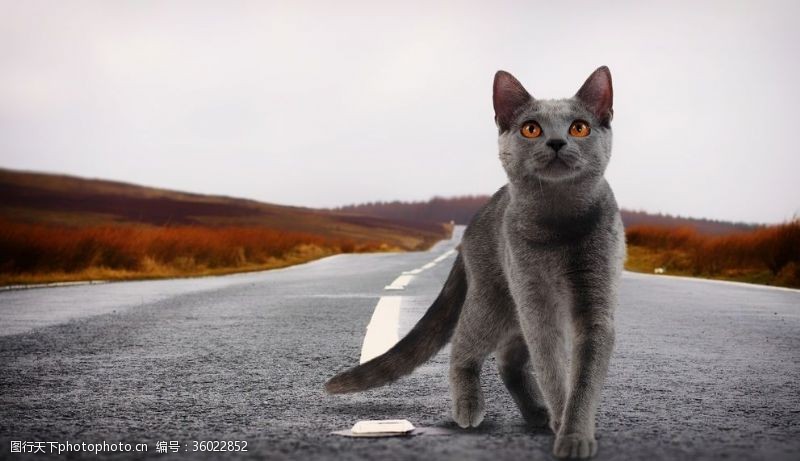 土耳其梵猫马路上的猫