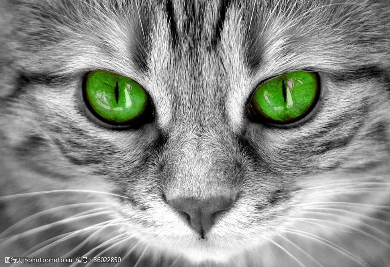 土耳其梵猫猫眼