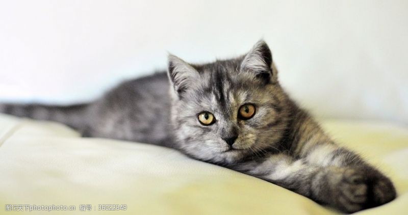 土耳其梵猫沙发上的猫