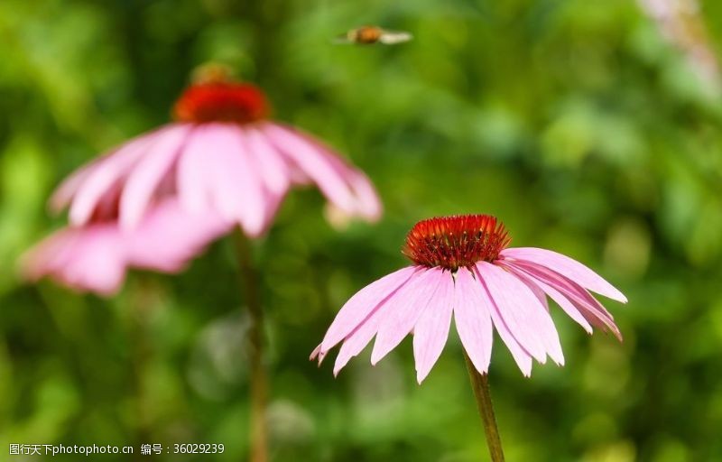 四美素材下载松果菊花朵摄影美图