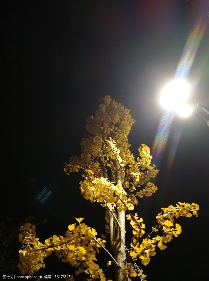 闪闪的黑夜里的银杏树